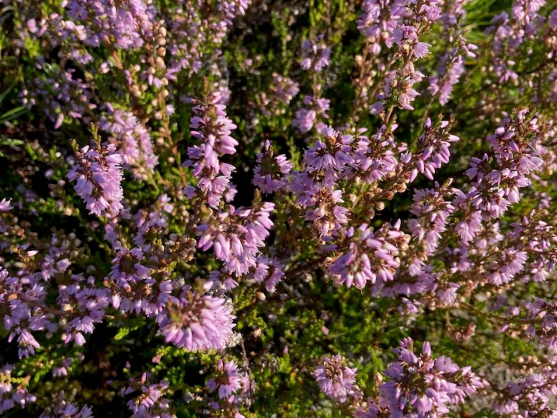 Lukion opettajako uraohjaaja?